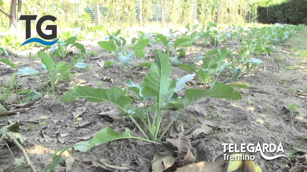 I segreti del broccolo di Torbole