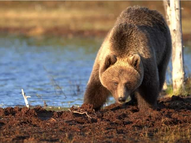 Biosfera_11_Karhu-orso-Vettorazzi