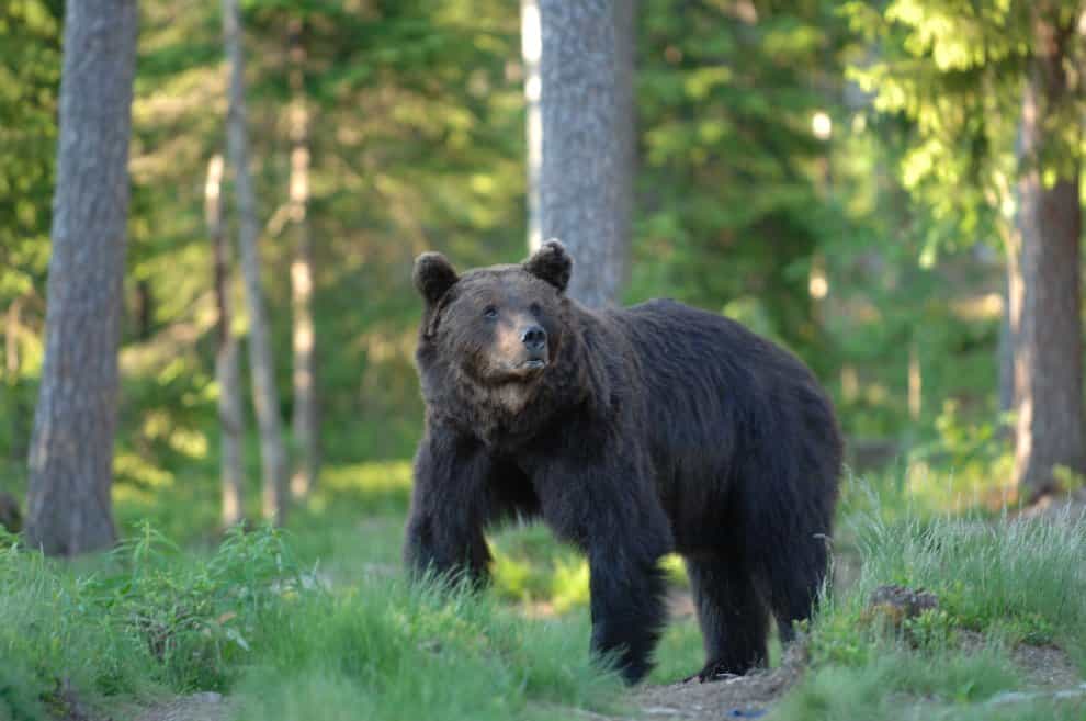 orso 47d
