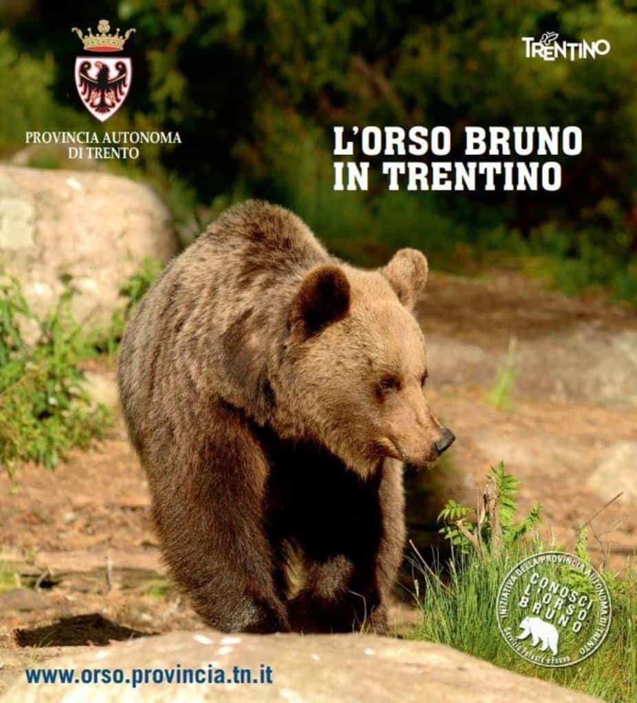 orso-bruno-in-Trentino_imagefullwide_imagefullwide-927x1024.jpg
