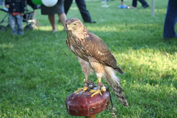 falconeria_-4-.jpg