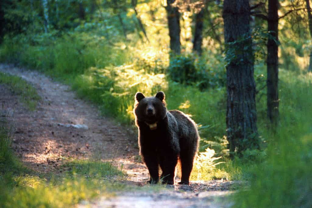 orso trentino 3-6