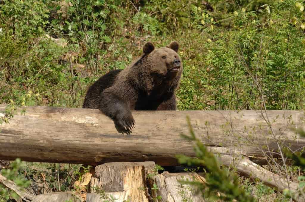 ORSO C.-Frapporti-Archivio-Servizio-Foreste-e-fauna-PAT-22_imagefullwide