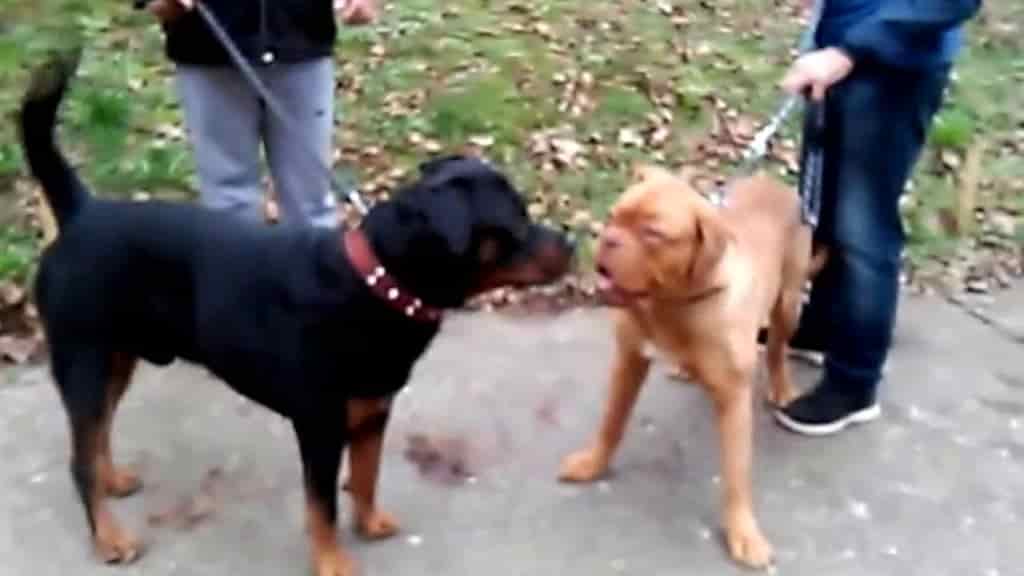 Pitbull e un Rottwailer rottweiler