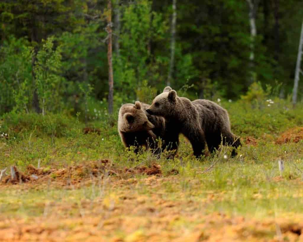 orsi C.-Frapporti-Archivio-Servizio-Foreste-e-fauna-PAT-6