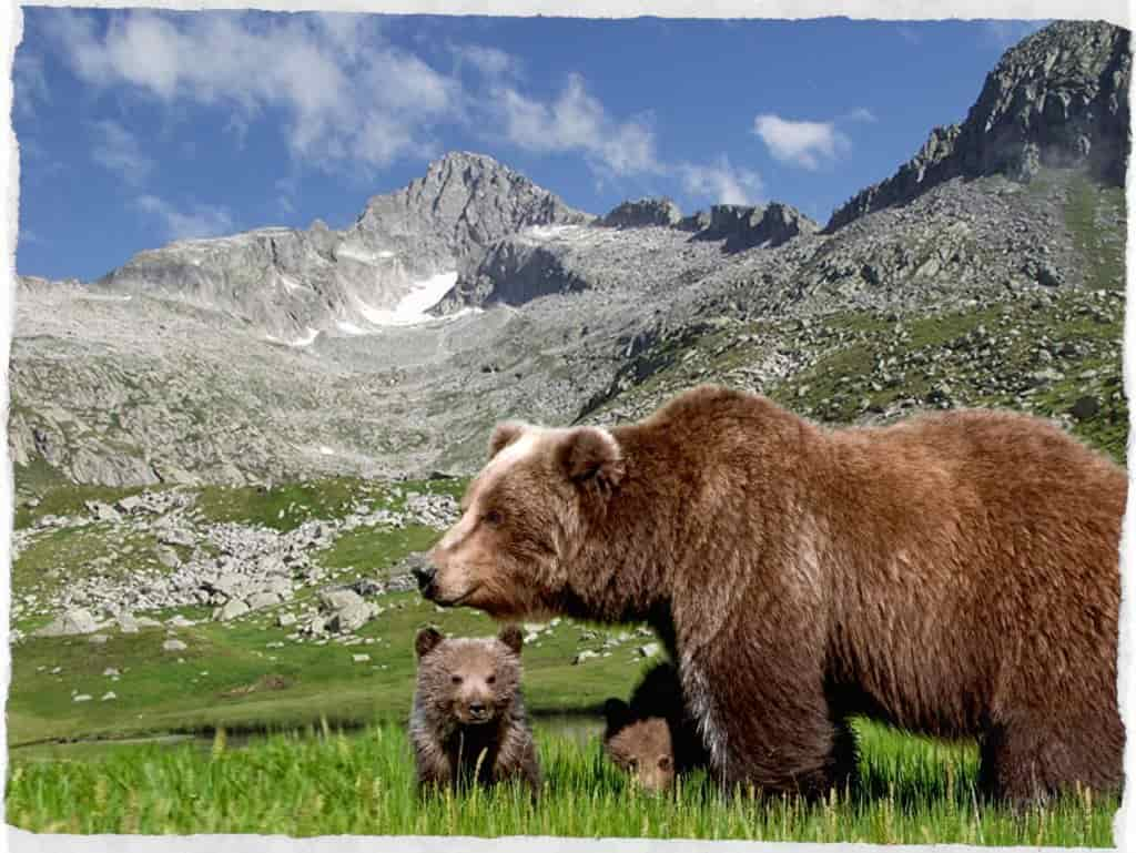 orso-bruno-del-trentino