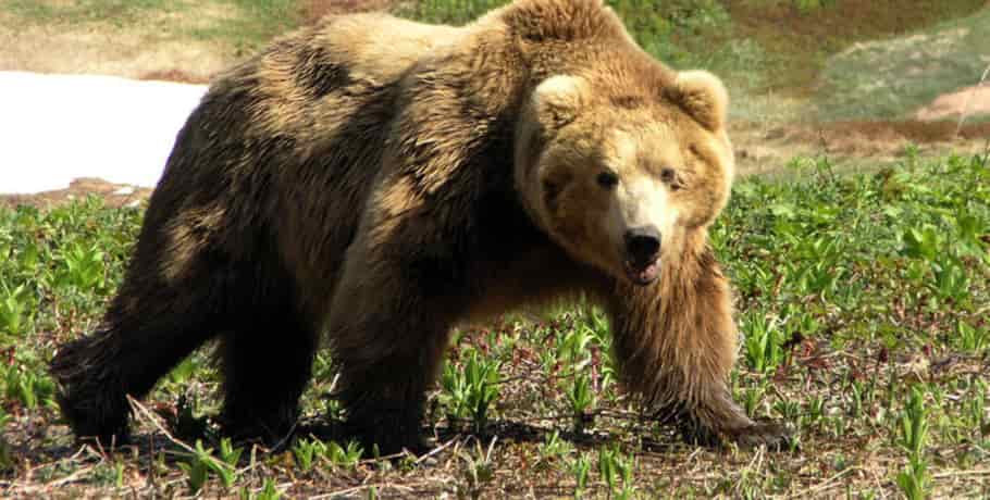 Orso nell'Alto Garda e Ledro