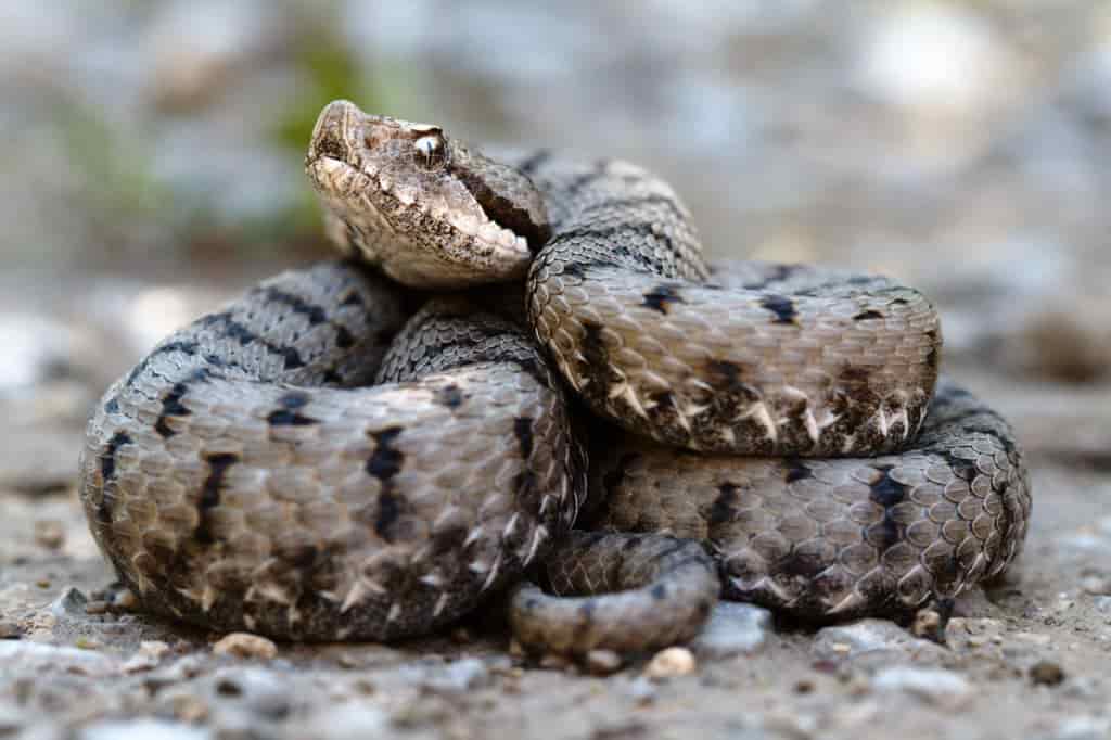 Vipera_aspis_aspis