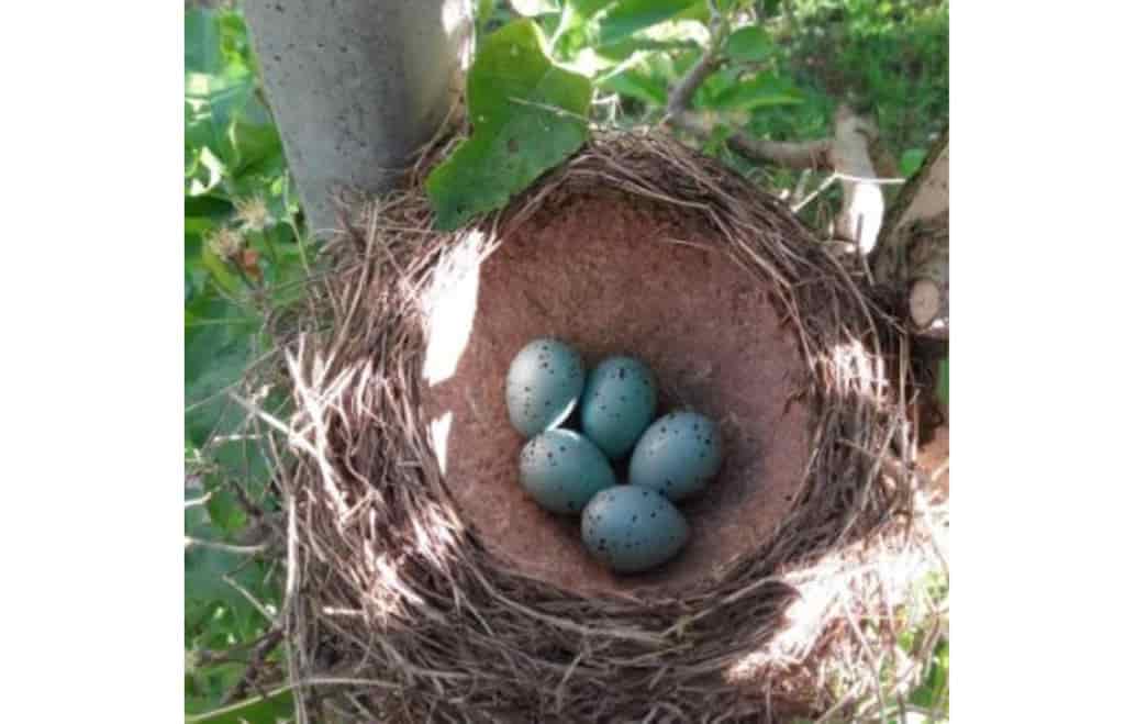 nido uccelli Antibracconaggio