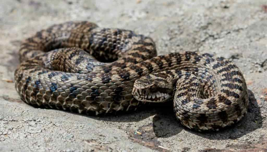 Vipera