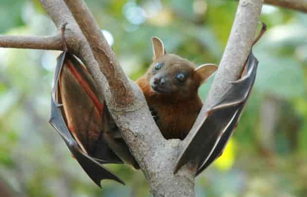 pipistrello
