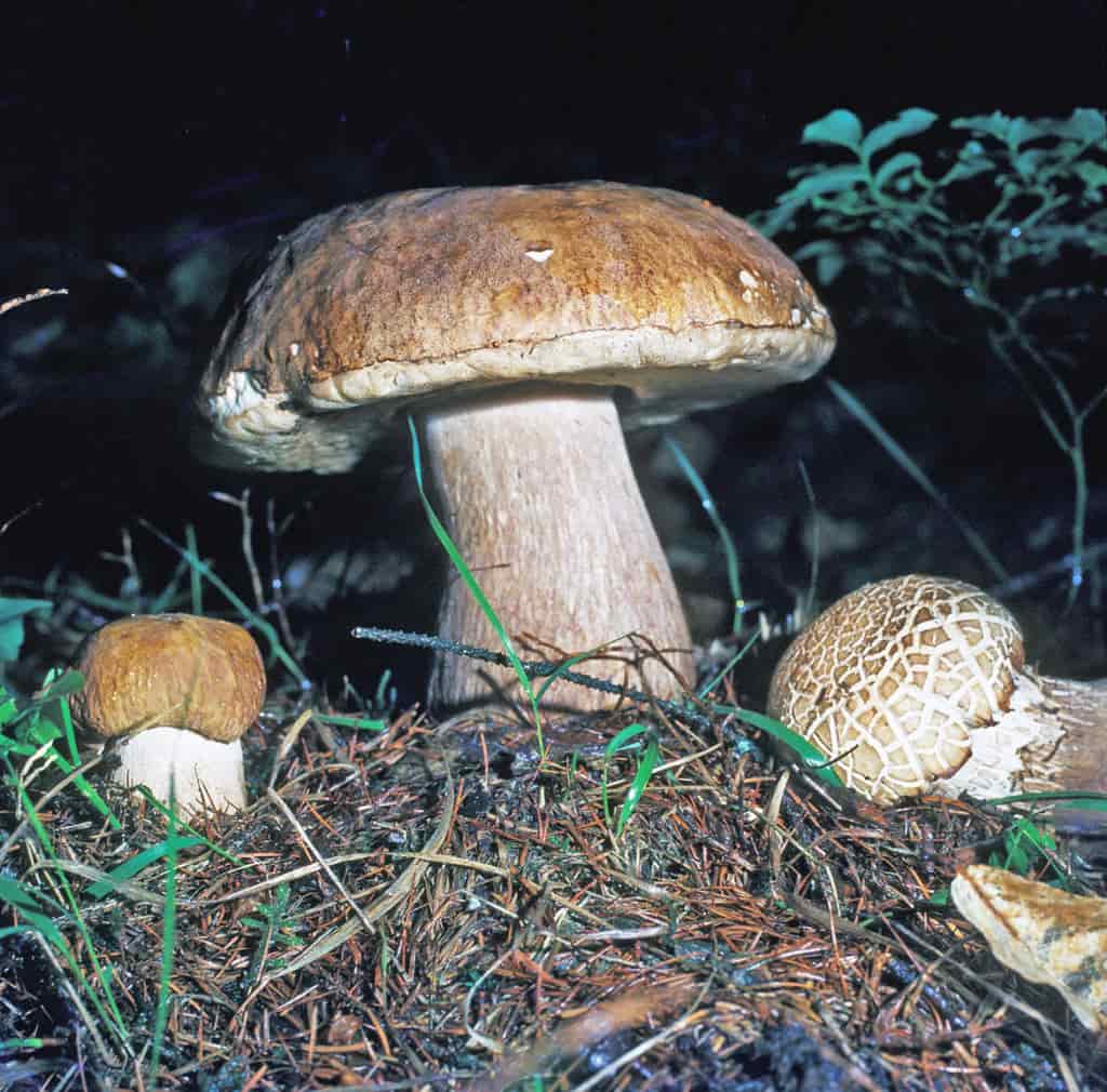 42/8 Boletus Edulis "Porcino"