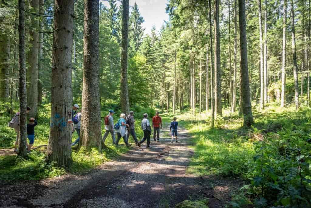 parco alberi _MDS0061_imagefullwide