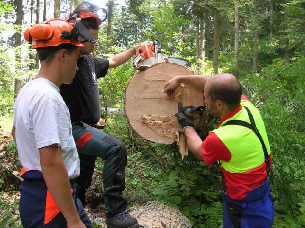 ALBERI TAGLIATI CADUTI TECNICI SVIZZERA