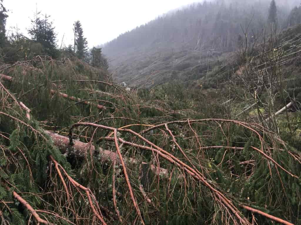 MALTEMPO ALBERI CADUTI