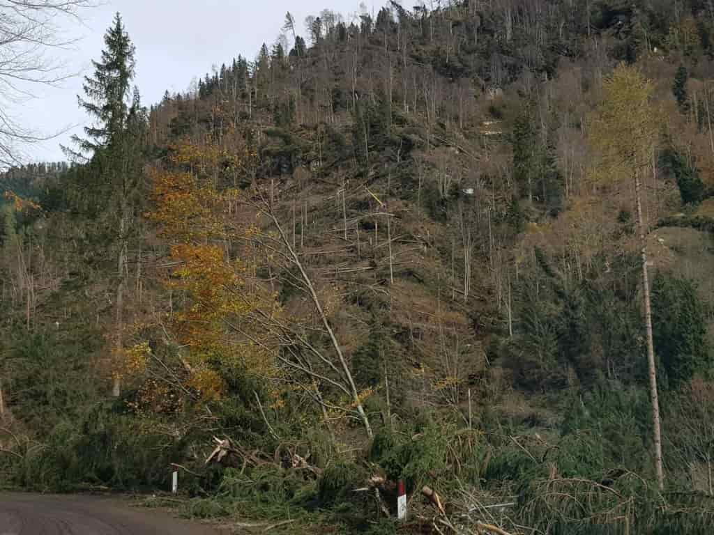 ALBERI CADUTI MALTEMPO 2018