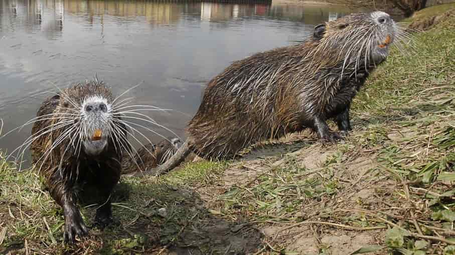 nutria-teeth