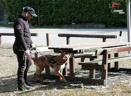 CARABINIERI CINOFILI