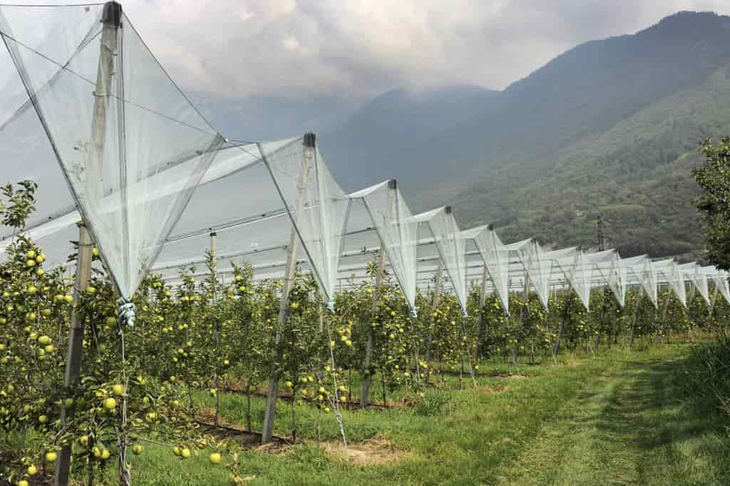 CAMPAGNA PIANTE AGRICOLTURA