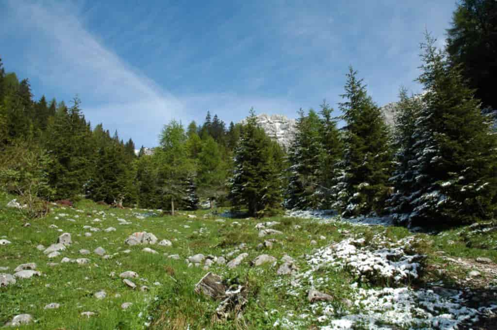 bosco pianteArchivio Iasma