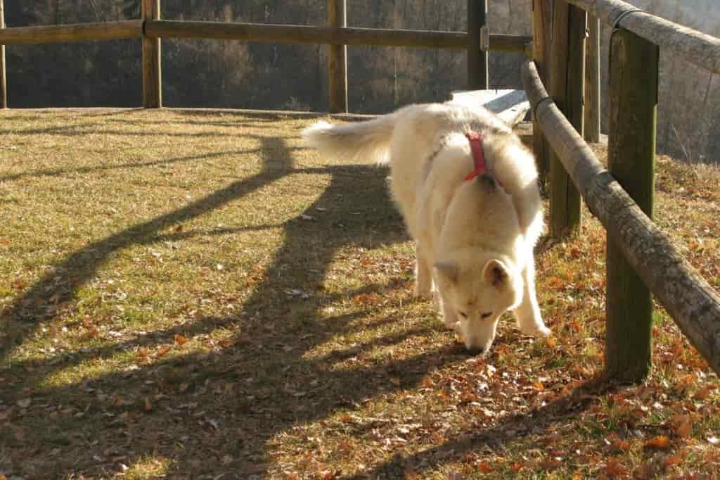 CANE