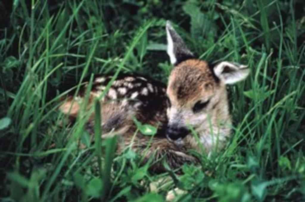 capriolo cucciolo_imagefullwide