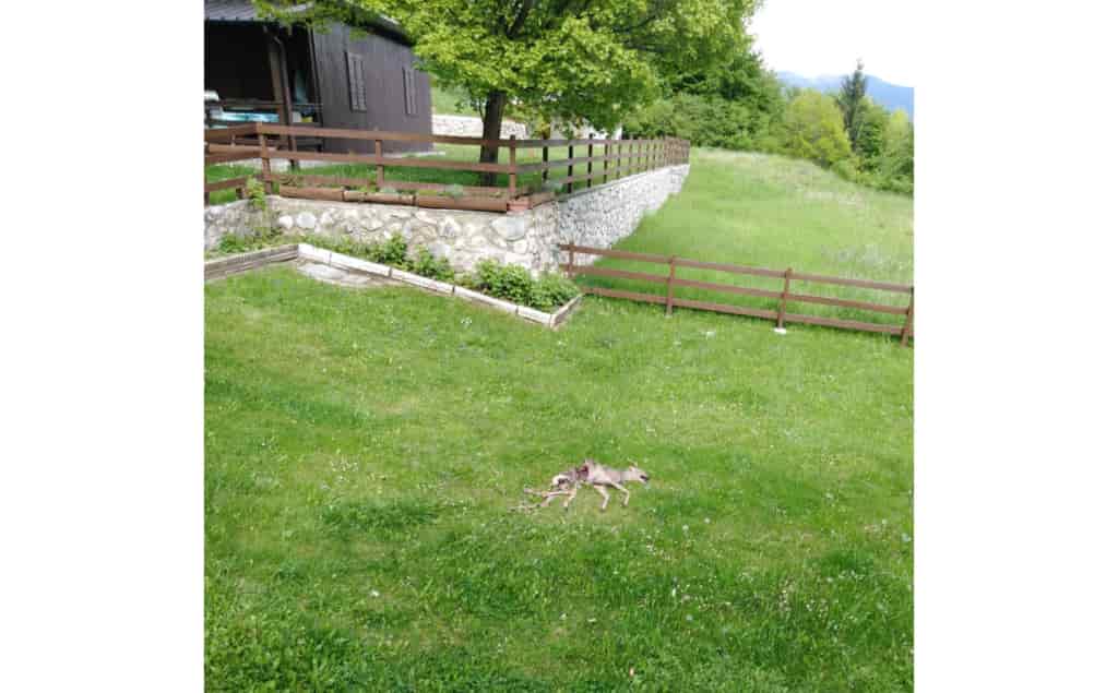 capriolo orso san giovanni IMG-20190526-WA0007