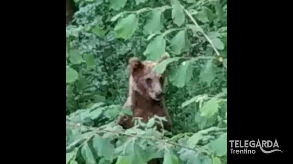 orsacchiotto orso san giovanni