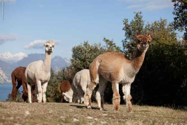 elalpaca-alpaca-malcesine-4741