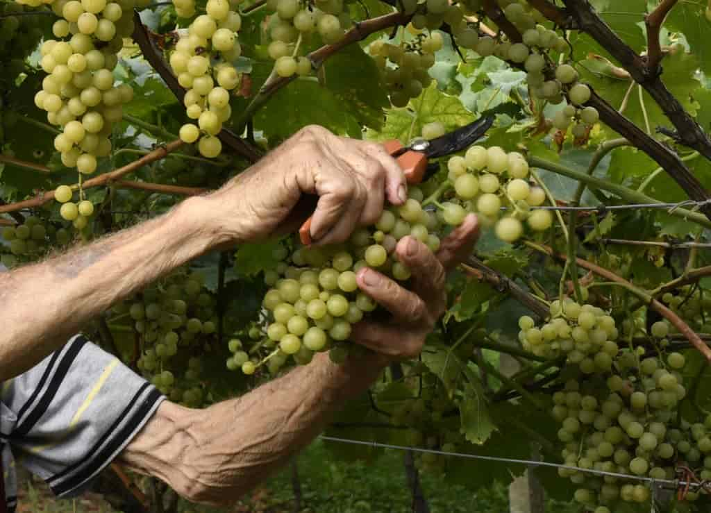 20190826_DSC9496-uva-vendemmia-1024x739.jpg