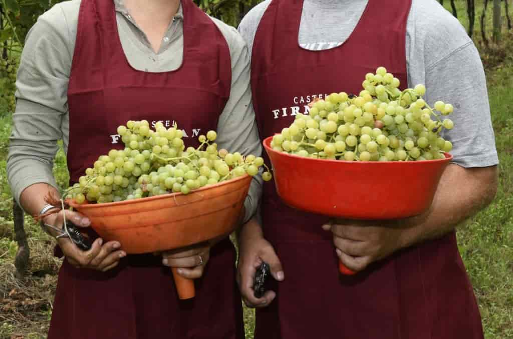 20190826_DSC9532 uva vendemmia