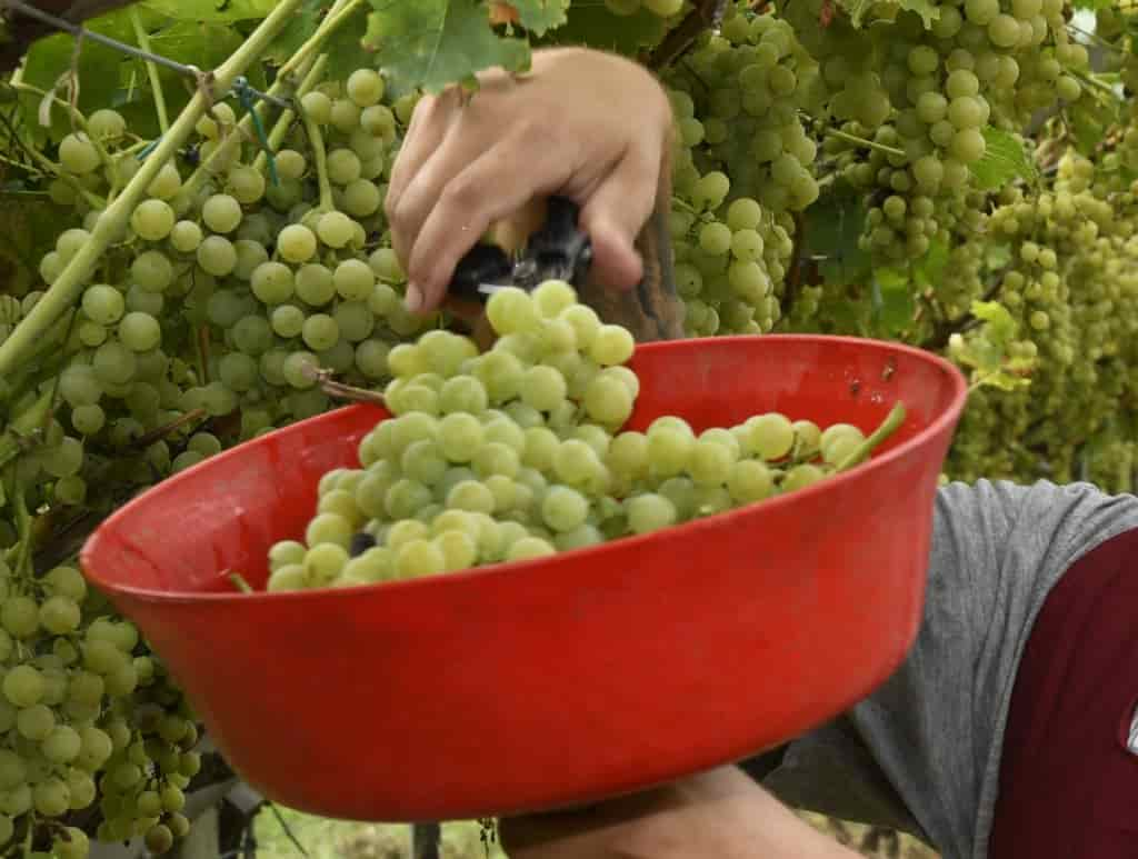 20190826_DSC9593 uva vendemmia