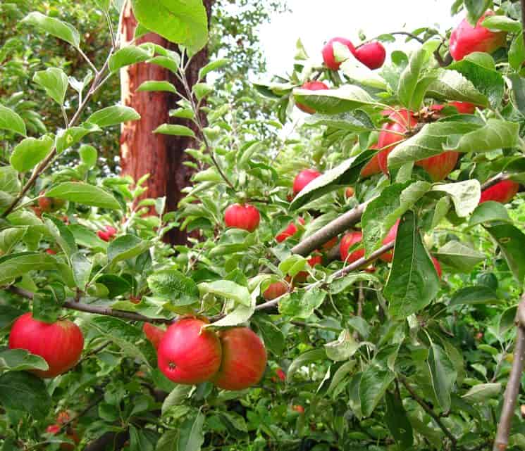 mele pianta frutto