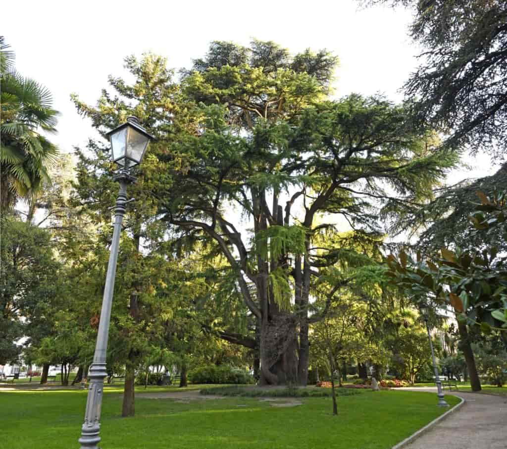 20191011_DSC7474 b ARCO GIARDINI CEDRO HIMALAYA SAT