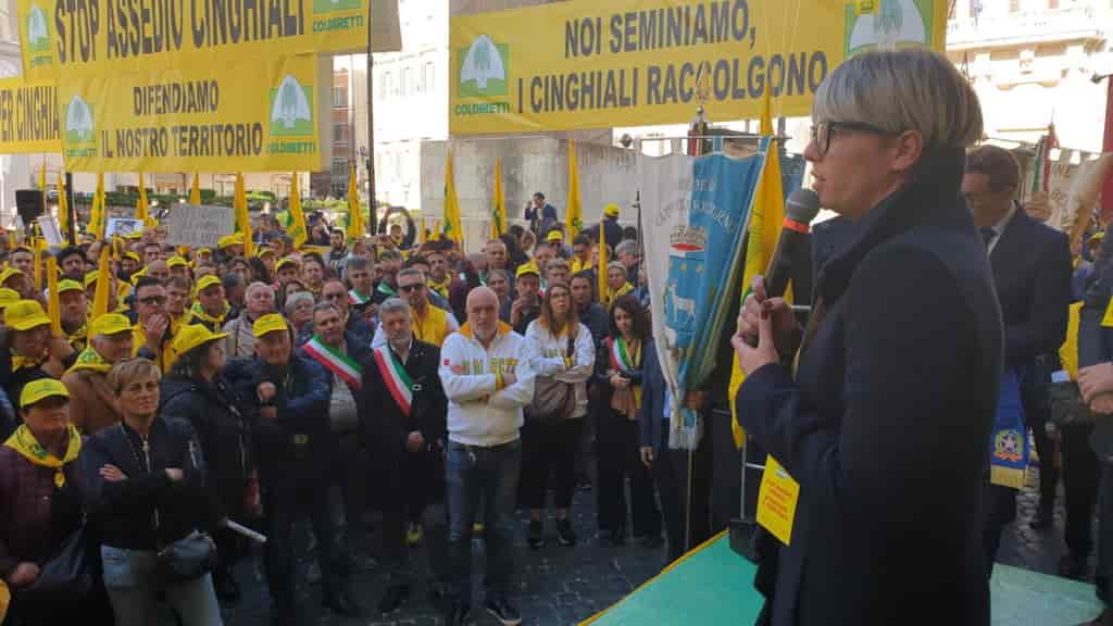 cinghiali roma