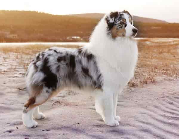 pastore australiano cane 211