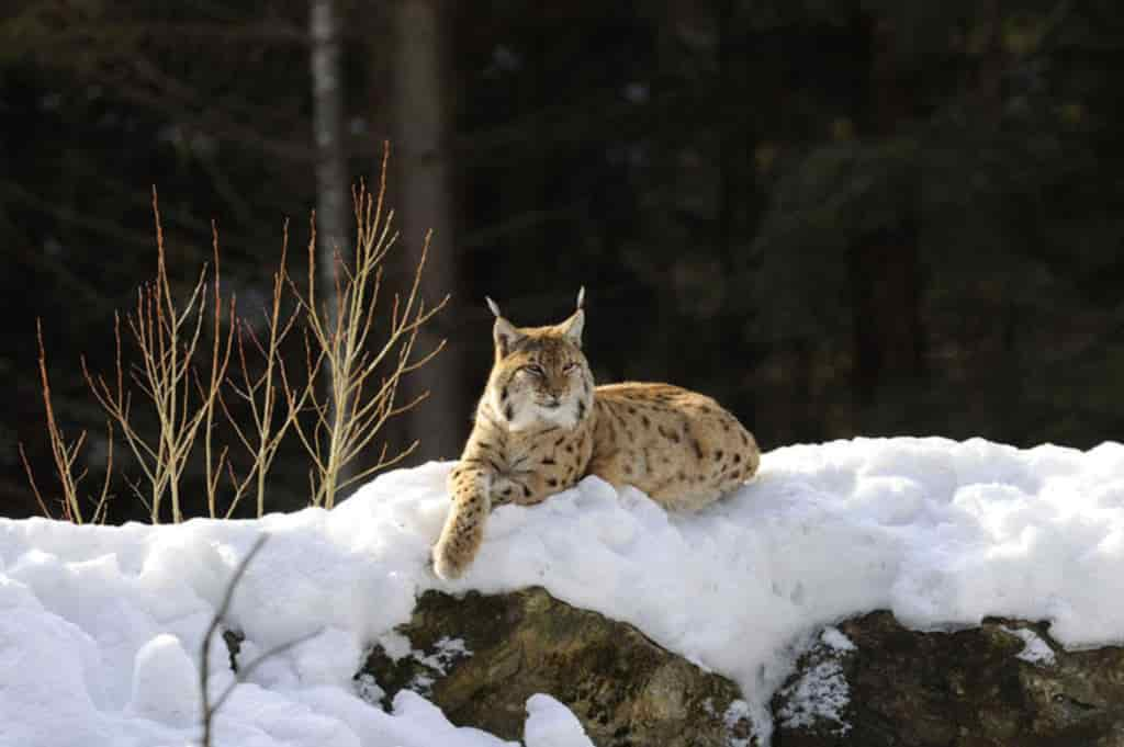 linceC. FrapportiArchivio Servizio Foreste e fauna Pat