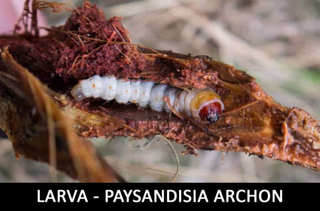 paysandisia-archon-larva