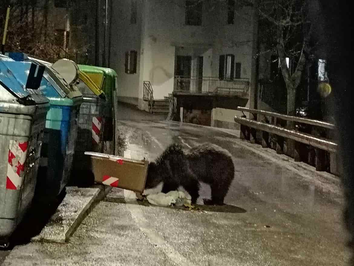 Giovane-orso-su-cassonetti-a-Cavedago