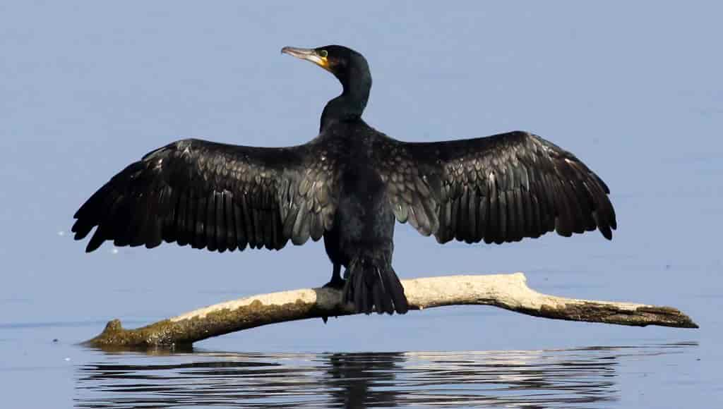 Cormorano-1024x580