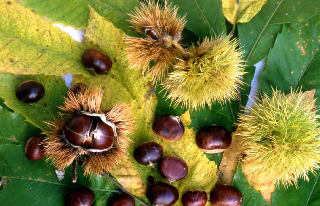 castagne_marroni-1280x826.jpg