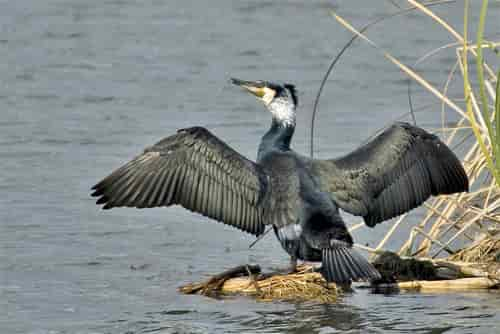 cormorano 3