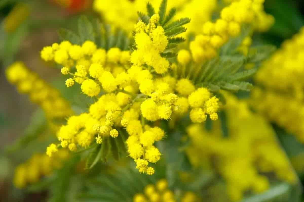 mimosa_donna_2020_pixabay