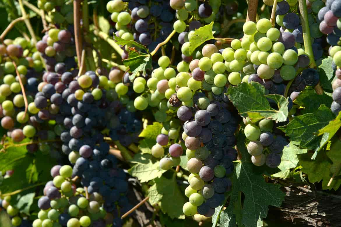 uva-vendemmia-campagna-agricoltura.jpg