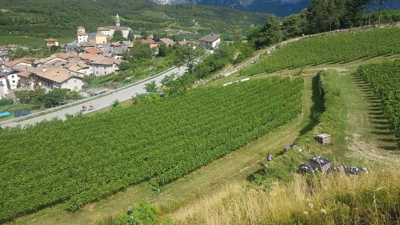 veduta vigneti piwi