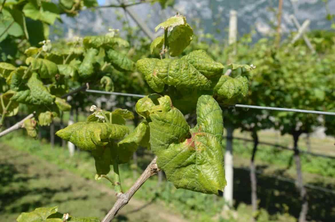 FLAVESCENZA-DORATA VITE