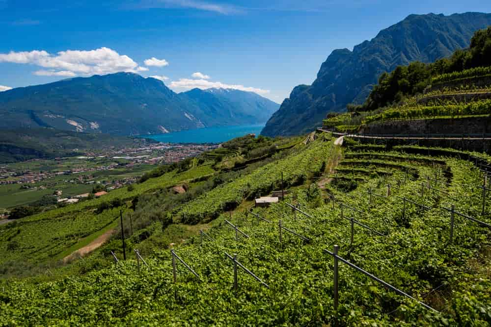 AGRARIA-DOS-DE-NOA-Vigneti-di-Cantina-di-RIva-web.jpg