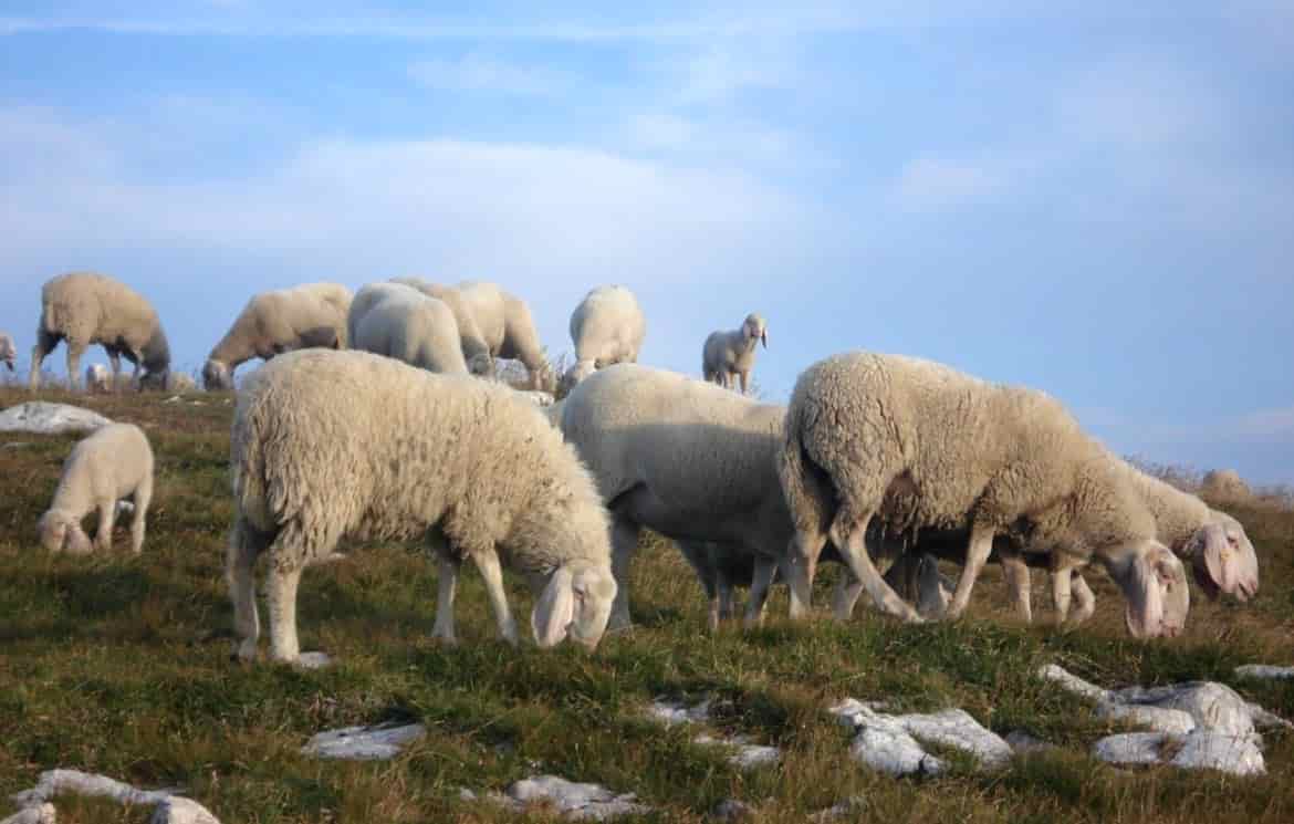 greggi-al-pascolo-alpeggio pecore