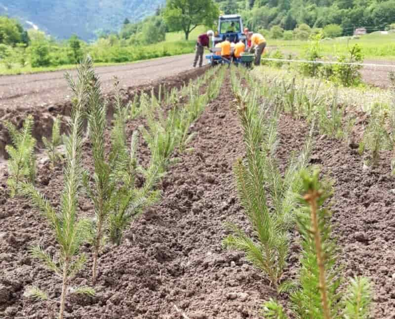 Nuove piante nei boschi colpiti da Vaia 1