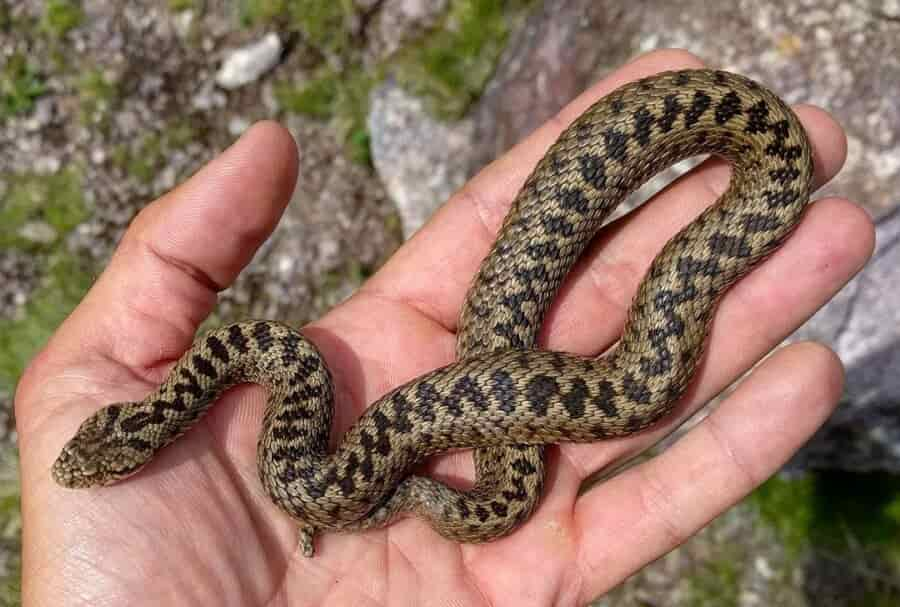 Vipera-di-Orsini_2-1